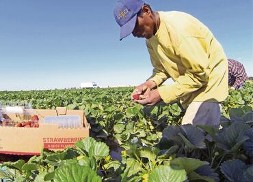 Aumenta cifra de trabajadores del campo afiliados al IMSS