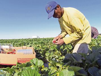 Aumenta cifra de trabajadores del campo afiliados al IMSS
