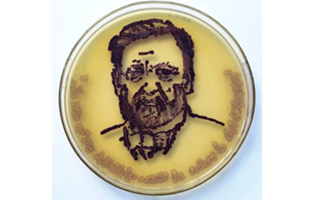 Las “pinturas” que fueron realizadas sobre agar, una gelatina de origen marino. Foto: ASM