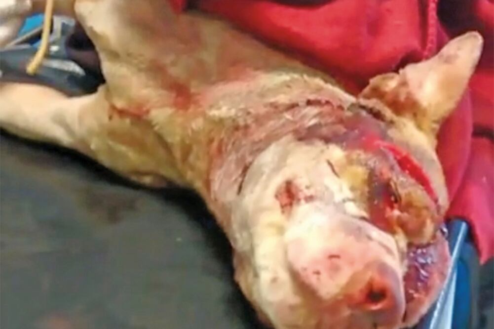 El animal quedó bañado en sangre, tenía heridas en varias partes del cuerpo, cortes en la cabeza y en un ojo