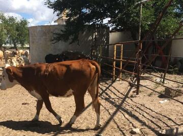 Freno a exportación de ganado por gusano barrenador impacta precios de carne de EU; "si colaboramos, todos ganamos”: Berdegué