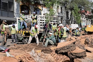 Tumban palmeras enfermas; llegan nuevos árboles
