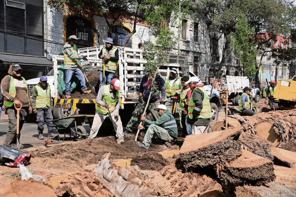 Tras el retiro de las palmeras muertas, trabajadores siembran nuevas especies en camellones de la CDMX. Foto: Carlos Mejía / EL UNIVERSAL
