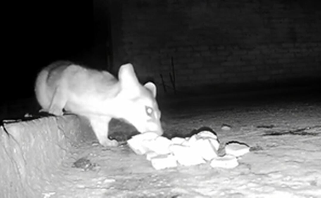 Foto: captura de pantalla