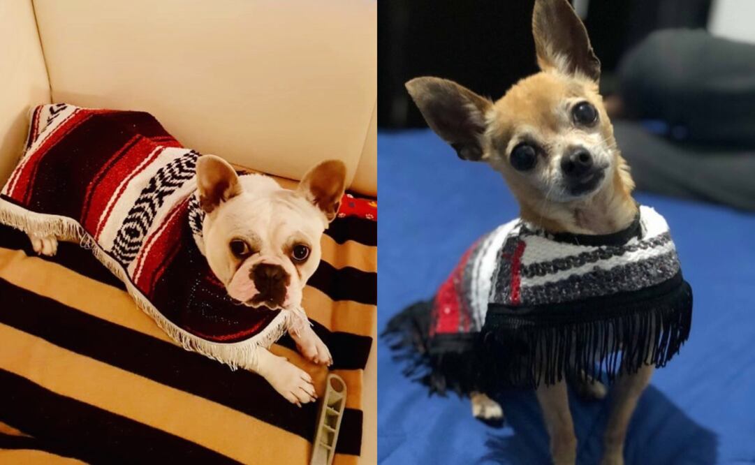 Sin duda esta es la mejor opción para proteger a tu mascota del frío de invierno. Foto: Cortesía 