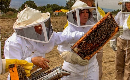 Producción de miel en México aumenta 5%; a nivel mundial ocupa el lugar 10 de 115 países