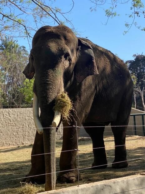 Activista que rescató a elefante Big Boy se siente amenazado por conflicto con antiguos dueños
