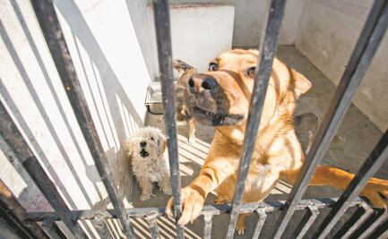 Por presuntos actos de crueldad contra 6 perros, detienen a mujer en Tlalpan