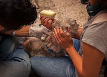 Entérate. ¿Dónde ir a donar para las mascotas afectadas en el sismo?