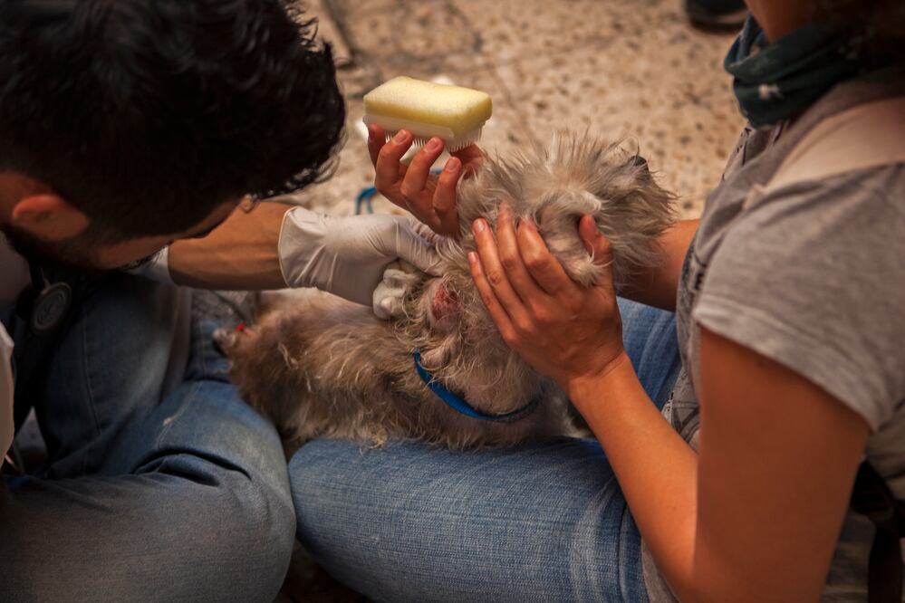 Camila Mata/ EL UNIVERSAL