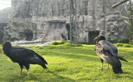 Zoológico de Zacango recibe como huéspedes de honor a 3 cóndores hembras