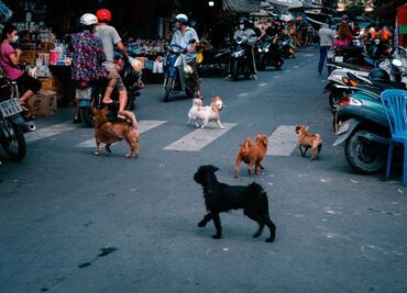 Repartidora de comida entrega alimento a perritos de la calle y emociona hasta las lágrimas
