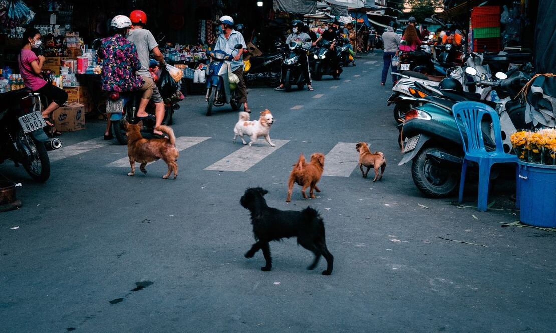 Perros callejeros. Fuente: Pexels