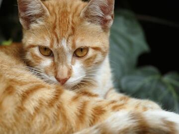 ¿Por qué algunos gatos son de color naranja?; la respuesta de la ciencia