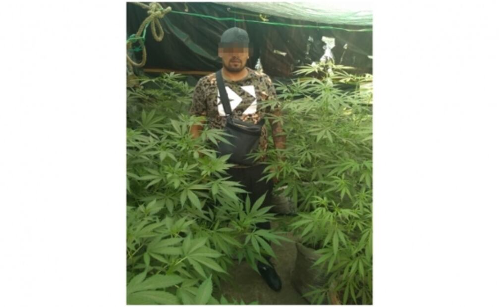 Plantíos de marihuana de organizaciones criminales, de tipo caseros: Jesús Orta