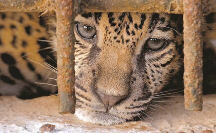 Pandemia no paraliza tráfico de animales