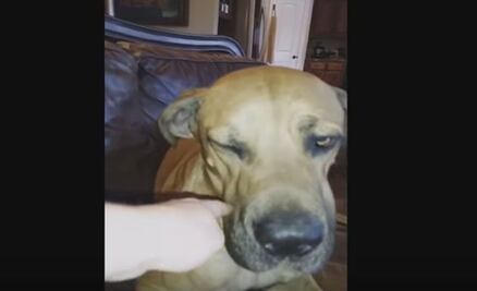 Apuñala a su perra para no pagar el veterinario