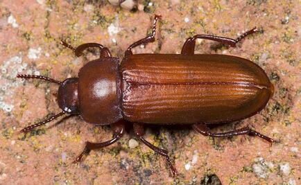 El secreto de los insectos para evitar la congelación