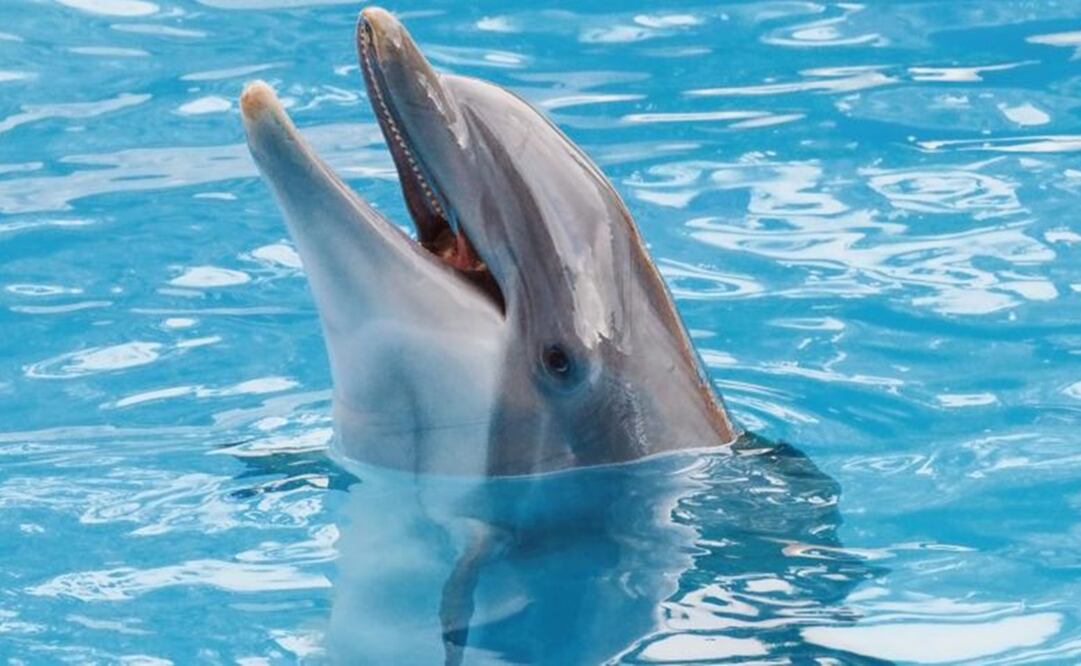 El cetáceo fue parte de un experimento que buscaba entender cómo se comunicaban. Foto: iStock