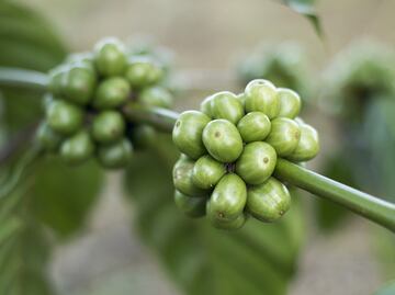 Qué es y cuáles son los beneficios del café verde
