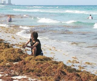 Sargazo. Su paso ahoga hábitat del sistema arrecifal