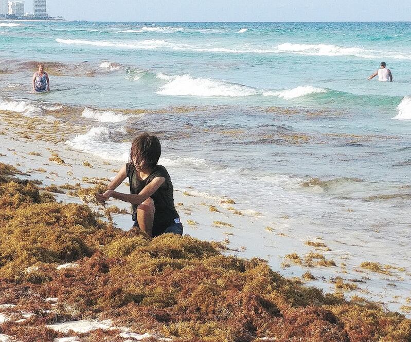 Las especialistas consideran que las corrientes marinas, afectadas por el calentamiento global, mueve enormes masas del sargazo al Caribe. Fotos/ADRIANA VARILLAS. EL UNIVERSAL