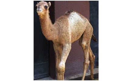 Rafiq, nombre de dromedario bebé de Chapultepec