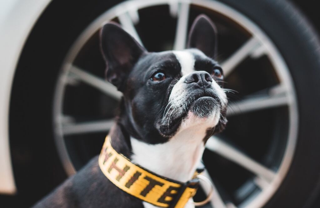 Queremos a nuestras mascotas, y nada como protegerlas y protegernos durante los viajes en auto / Foto: Unsplash