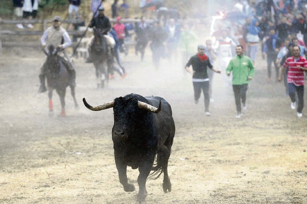 El toro Prelado escapó de las lanzas de Tordesillas. Tras 45 años las fiestas más polémicas de España, se prohibió el ensartamiento de estos animales (JUAN CARLOS ROJAS. EL UNIVERSAL)