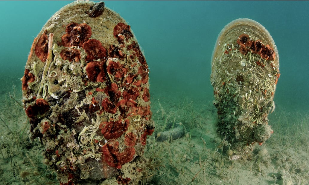 La nacra (Pinna nobilis) es el molusco bivalvo más grande del mar Mediterráneo y uno de los mayores del mundo. Foto: Red List/ IUCN.