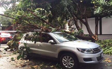 Se desploma árbol en la Hipódromo Condesa