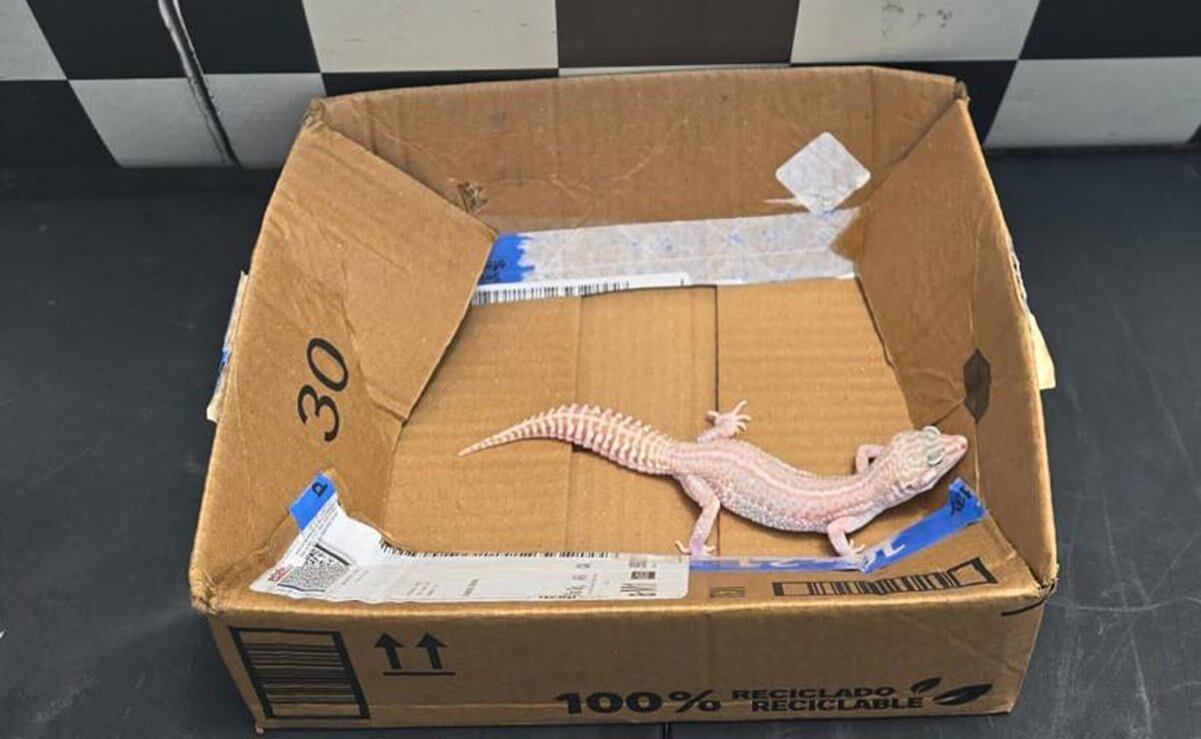 La caja con el reptil, cuya etiqueta decía contener “adornos”, provenía de la alcaldía Álvaro Obregón. Foto: Especial