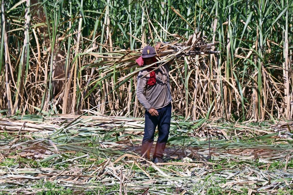 Las altas temperaturas han alterado la dinámica de trabajo de los jornaleros y los han expuesto a malestares todos los días. Foto: Antonio Mundaca / EL UNIVERSAL