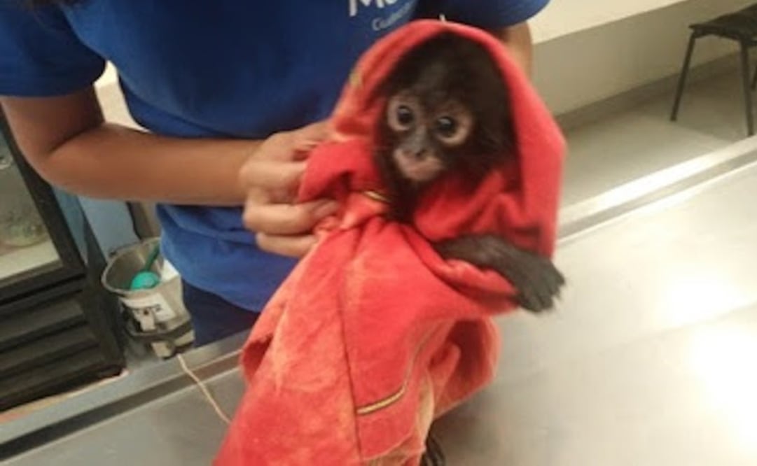 Un mono araña que fue rescatado en Mérida por parte de elementos de la Procuraduría Federal de Protección al Medio Ambiente (PROFEPA). Foto: Cuauhtémoc Moreno Cabrera / EL UNIVERSAL