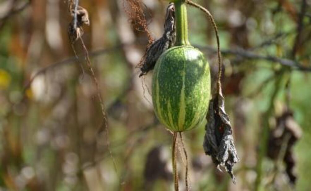 Los maíces de Socorro