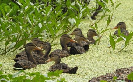 Humedales de la CDMX ¿Dónde están y cuántos son? 