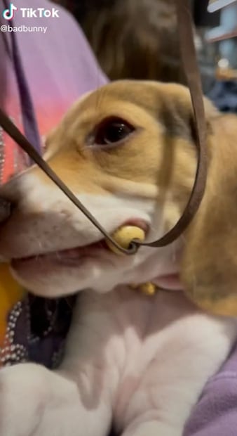 Bad Bunny reveló quién fue la inspiración detrás de "Ojitos lindos" y no, no fue Gabriela