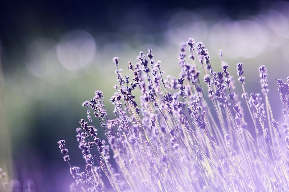 Flor de lavanda. Foto: Pexels