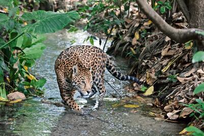 Aumenta en México población de jaguares