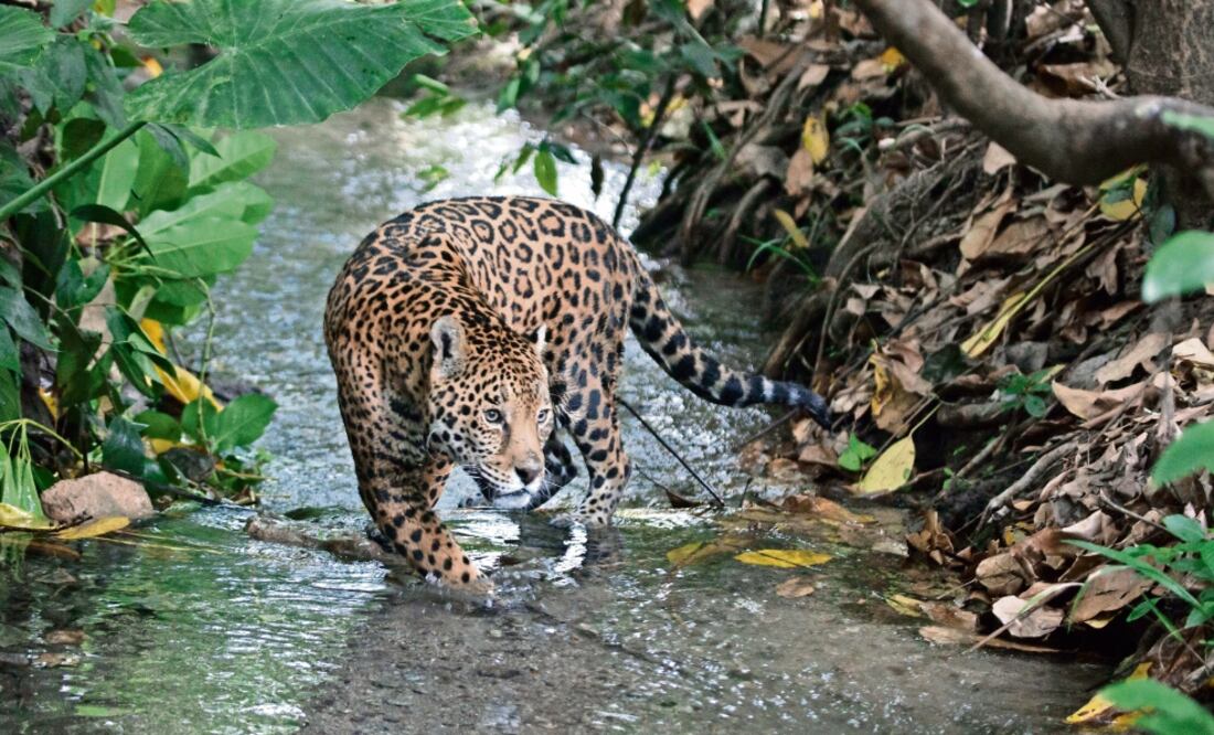 La Comisión Nacional de Áreas Naturales Protegidas busca un convenio con autoridades de Guatemala y Belice para crear un área natural protegida trinacional; la zona en el país abarcaría Campeche, Quintana Roo, Yucatán y Chiapas. (CORTESÍA)