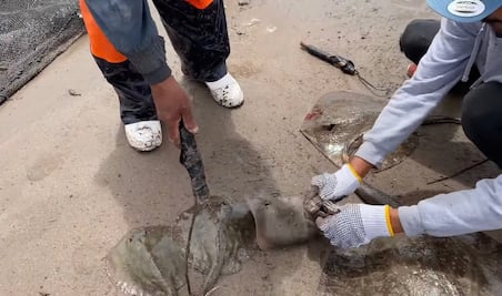 Funcionaria de Huatabampo, Sonora, manda cortar aguijón de mantarrayas “para proteger a los turistas”