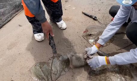 Funcionaria de Huatabampo, Sonora, manda cortar aguijón de mantarrayas “para proteger a los turistas”