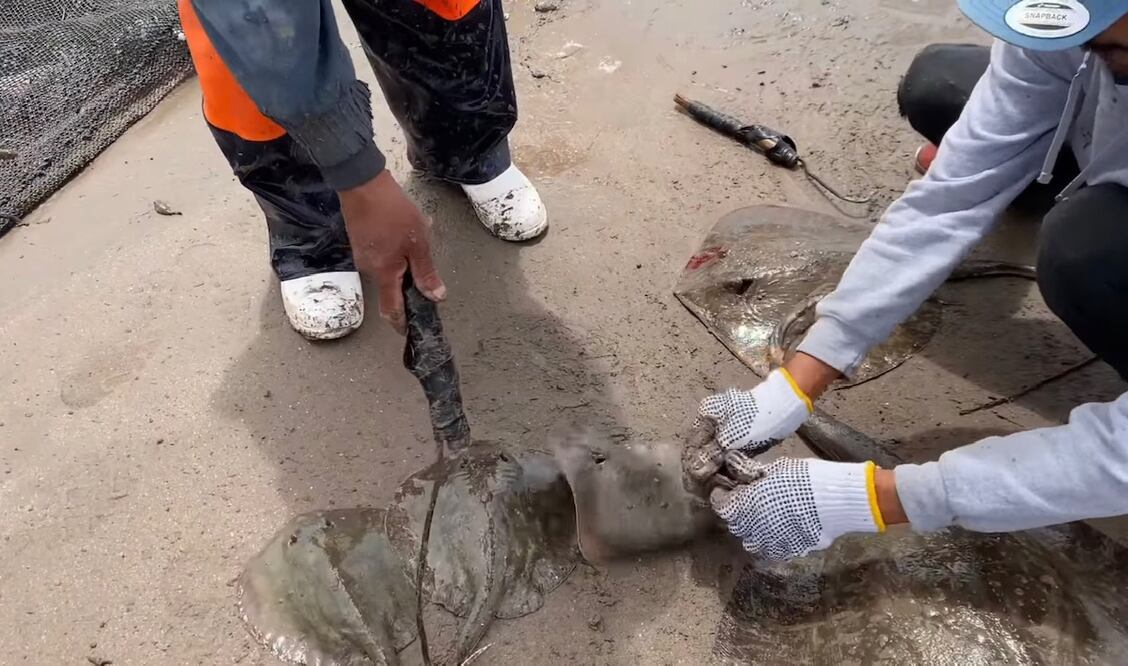 Mutilan a mantarrayas en Sonora. Foto: Especial