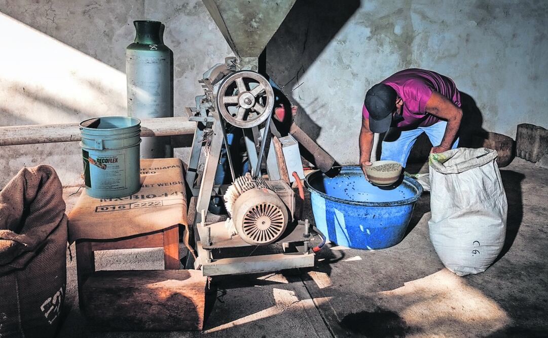 La familia Galchang, originaria de Cacahoatán, ha enfrentado los retos del mercado, el desalojo de su antiguo molino y el alza de costos en la industria del café. Fotos: de YARETZY M. OSNAYA