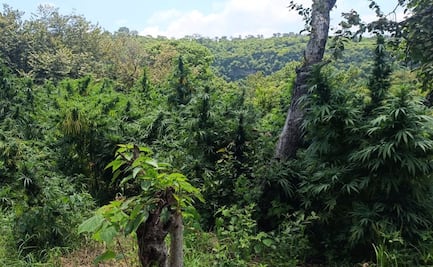 Guardia Nacional destruye tres plantíos de marihuana en el municipio de Ixtlahuacán, Jalisco