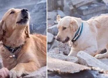 Perro rescatista no fue fotografiado tras el sismo en Turquía; las fotos circulan desde 2018