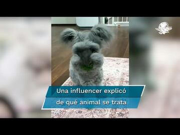 ¿Es un conejo o un perro? Internet se confunde con este animal 