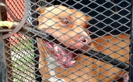 Acusan a pitbull por muerte de una niña en Honduras; autopsia revela otra causa de muerte