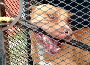 Acusan a pitbull por muerte de una niña en Honduras; autopsia revela otra causa de muerte