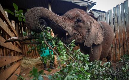 Animales salvajes se pueden poner borrachos: estudio